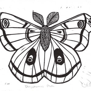 May include: Black and white line art illustration of a Polyphemus Moth with a leaf on its head. The text "Polyphemus Moth" is written below the moth.