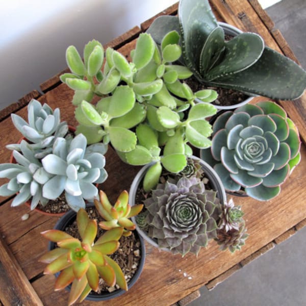 mixed bag of 6 large succulents
