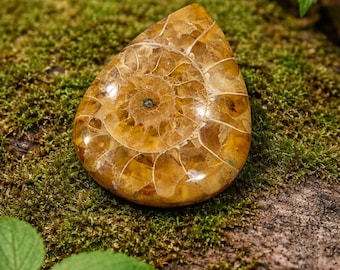 Cabochon fossile d'ammonite et poire d'Elowen : Pendentif en spirale naturelle avec coquillages (32,70 carats)