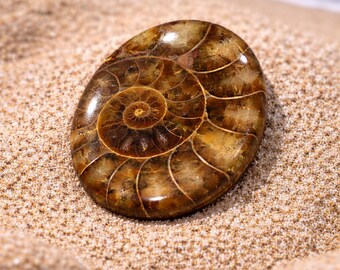Cabochon fossile d'ammonite foncée : Pierre spirale brune naturelle ovale polie pour la fabrication de bijoux
