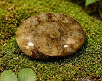 Cabochon ovale fossile d'ammonite naturelle : pierre précieuse en spirale polie pour la fabrication de bijoux