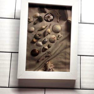 Puede incluir: Una exhibición enmarcada en blanco de varias conchas marinas y fragmentos de coral. Las conchas varían en tamaño, forma y color, incluyendo blanco, beige y marrón. El fondo es de tela neutra, y el marco está montado en una pared de azulejos blancos.