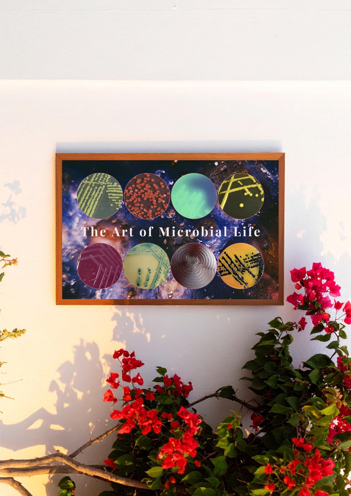 Bacterial Colonies Poster | Microbiology Art | Science Printable ...