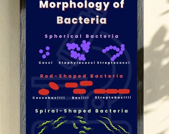 Poster de morphologie bactérienne | Cocci Bacillus Spirilla | Guide d'étude de la microbiologie imprimable