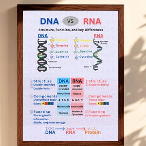 May include: A framed educational poster comparing DNA and RNA. The poster features detailed diagrams of the molecular structures, including double helix and single-stranded forms. Key differences in components and functions are highlighted with text labels and colour-coded sections.