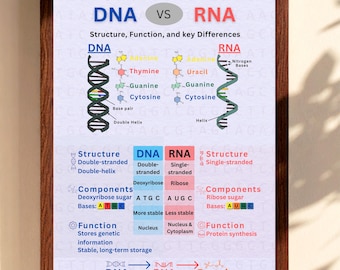 Poster ADN vs ARN (tableau d'étude rapide)