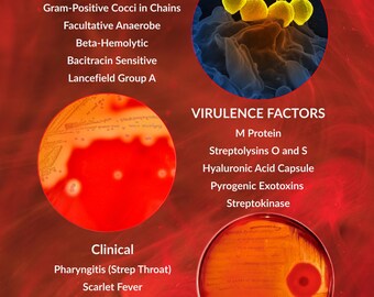 Streptococcus pyogenes, affiche imprimable, guide d'étude de l'streptocoque du groupe A, oeuvre d'art murale de laboratoire médical (téléchargement numérique)