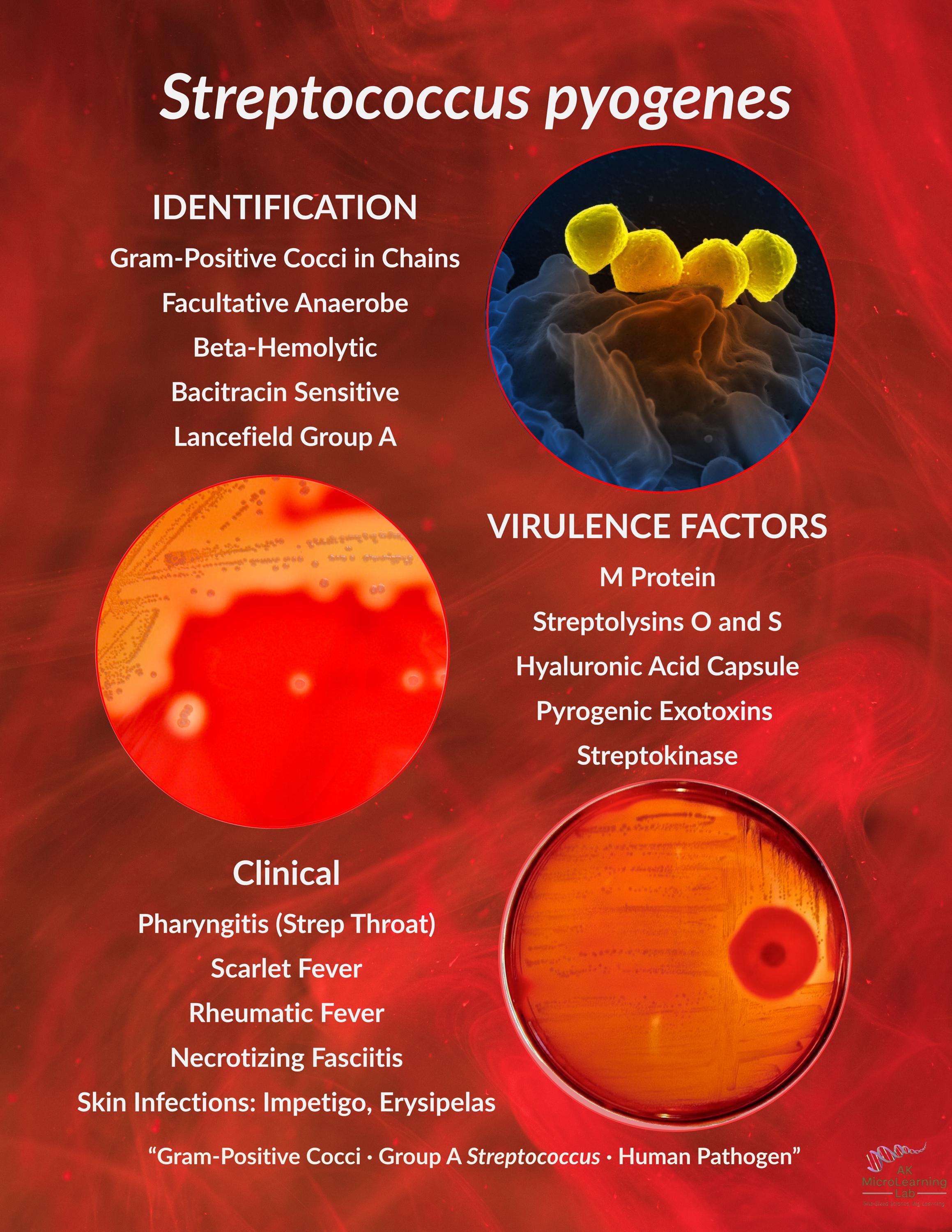 streptococcus-pyogenes-poster-printable-group-a-strep-study-guide