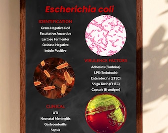 Affiche de microbiologie d'Escherichia coli imprimable, art mural de laboratoire médical (téléchargement numérique)
