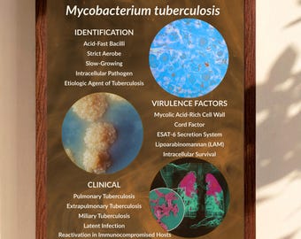 Poster Mycobacterium tuberculosis | Guide d'étude sur la tuberculose | Tableau des bactéries acido-résistantes | Microbiologie imprimable | Téléchargement numérique