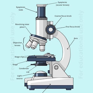 Puede incluir: Un diagrama ilustrado de un microscopio compuesto, etiquetado con sus partes. El microscopio es blanco y azul marino, con etiquetas que señalan los oculares, los objetivos, la platina y otros componentes. El texto "Compound Microscope" está en la parte superior.