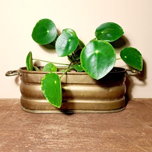 Può includere: Una pianta di Pilea peperomioides con foglie verdi e rotonde, è piantata in una fioriera rettangolare in ottone vintage. La fioriera ha piccole maniglie e poggia su una superficie di legno. Lo sfondo è beige neutro.