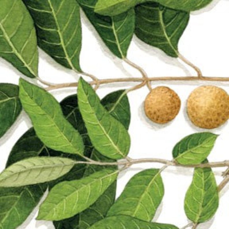 Kauai Sunshine Market, Large Giclee Print Etsy