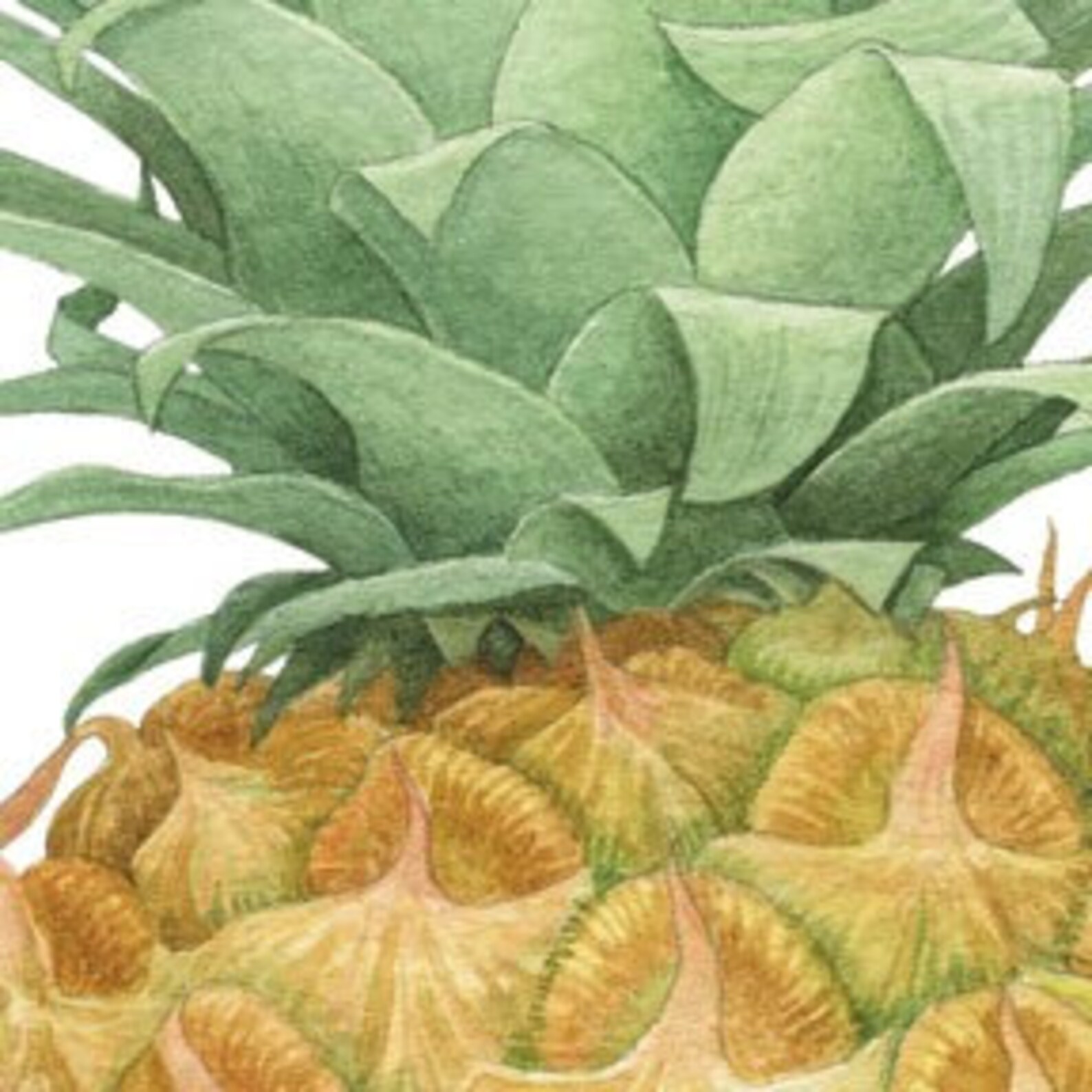 Kauai Sunshine Market, Large Giclee Print Etsy