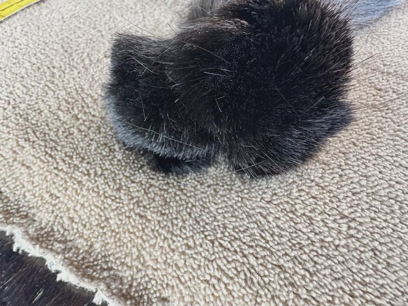 Puede incluir: Primer plano de una pata de gato negra, con pelaje y garras visibles. La pata descansa sobre una superficie beige texturizada, probablemente una toalla o manta. La imagen resalta la textura y el contraste de color.