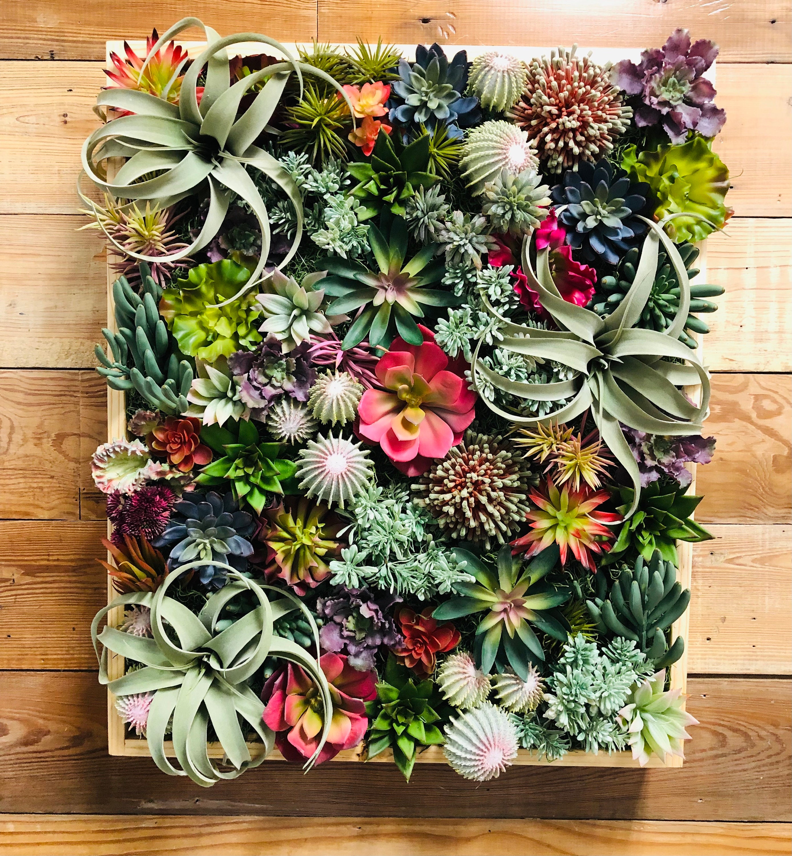 Succulent wall art