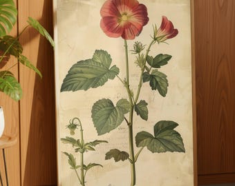 Könnte beinhalten: Ein gerahmter botanischer Druck mit einer detaillierten Illustration einer Stockrose mit roten Blüten, grünen Blättern und Stängeln. Der Druck hat eine Vintage-Ästhetik mit beigem Hintergrund und Holzrahmen.