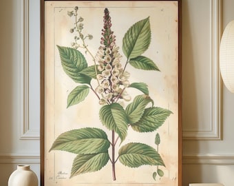Könnte beinhalten: Ein gerahmter botanischer Druck mit einer detaillierten Illustration einer Pflanze mit grünen Blättern und weißen Blüten. Das Kunstwerk ist vor einem cremefarbenen Hintergrund und in einem dunklen Holzrahmen dargestellt. Der Druck wird auf einem Holzschrank ausgestellt.