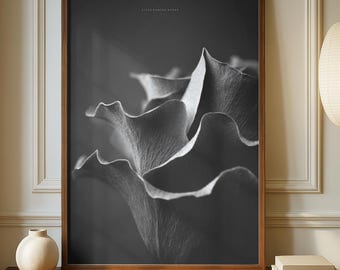 Könnte beinhalten: Gerahmte Schwarz-Weiß-Fotografie von Blütenblättern, mit einem dunklen Holzrahmen. Die Fotografie wird auf einem Holzschrank mit einer weißen Vase und einem Stapel Bücher ausgestellt. Rechts befindet sich eine Stehlampe mit Papierschirm.