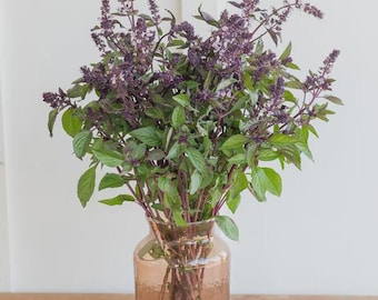 May include: A bouquet of fresh purple basil with green leaves and dark purple flowering stems arranged in a clear, amber-tinted glass vase. The plant features numerous small, delicate purple blossoms clustered at the top of the stems.