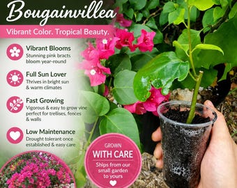 Miami Pink Bougainvillea 3" Starter Plant