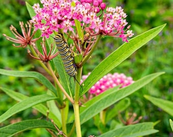 Swamp milkweed (Asclepias incarnata) in 4" pot