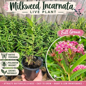 May include: A live Milkweed Incarnata plant in a black pot, with a background of other plants. The image includes a close-up of the plant's pink flowers and a caterpillar. Text on the image says "Native Perennial", "Pollinator Magnet", and "Grows Naturally".