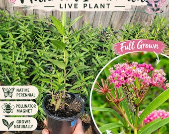 Swamp milkweed (Asclepias incarnata) in 4" pot
