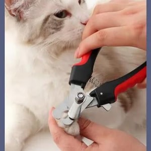 Puede incluir: Primer plano de un gato siendo acicalado con cortaúñas. Los cortaúñas tienen mangos negros y rojos y son de metal. El gato es blanco y gris.