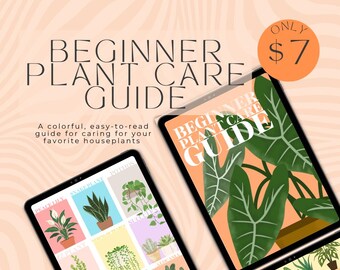 Beginner Houseplant Care Guide