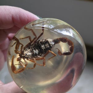 Scorpion encased in lucite, acrylic-like material. Function as a knob, handle, decorative or pestle. REAL scorpion in water. Vintage.