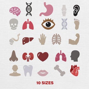 Op de afbeelding: Een verzameling kleurrijke, gestileerde illustraties van menselijke lichaamsdelen, waaronder een hersenen, DNA-strengen, maag, oor, schedel, longen, oog, voet, lever, hand, ribbenkast en hart. De tekst "10 SIZES" staat onderaan.