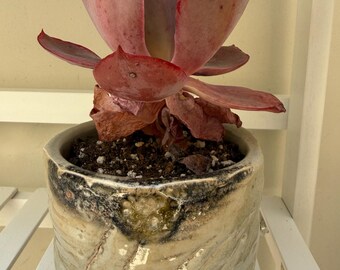 Pode incluir: Uma planta suculenta com folhas grandes, carnudas e de cor vermelho-púrpura num vaso de cerâmica cilíndrico. O vaso apresenta um esmalte texturizado e manchado em tons de creme, cinzento e castanho escuro com um detalhe decorativo vítreo.