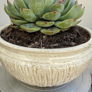 May include: A succulent plant with thick, pale green leaves tipped in reddish-brown, planted in a round, cream-colored ceramic pot. The pot features a textured, vertical ribbed pattern around the lower half and a smooth, glossy rim at the top.