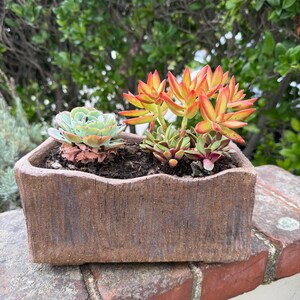Pu&ograve; includere: Un vaso rettangolare in ceramica marrone con una superficie ruvida simile alla corteccia, contenente due tipi di piante succulente. Una succulenta &egrave; una rosetta verde pallido, l'altra ha foglie appuntite rivolte verso l'alto in arancione e giallo.