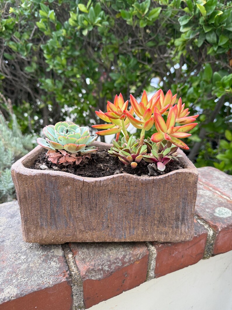 Pu&ograve; includere: Un vaso rettangolare in ceramica marrone con una superficie ruvida simile alla corteccia, contenente due tipi di piante succulente. Una succulenta &egrave; una rosetta verde pallido, l'altra ha foglie appuntite rivolte verso l'alto in arancione e giallo.