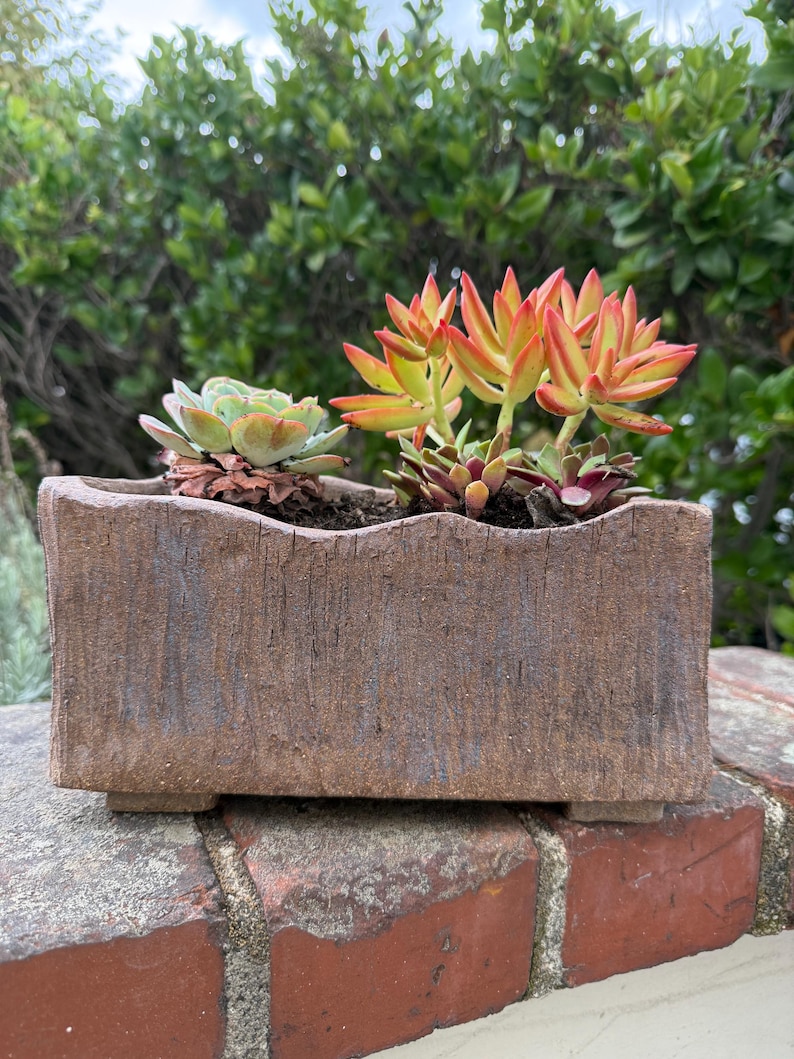 Pu&ograve; includere: Un vaso rettangolare in ceramica marrone testurizzata con bordo superiore ondulato, contenente una succulenta verde a sinistra e un gruppo di succulente arancioni con punte gialle a destra, poggiante su piccoli piedini.