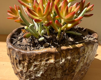 Small handmade oval ceramic succulent/cacti planter, carved, textured, Shino glaze, wabi sabi