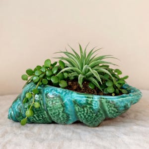Pode incluir: Um vaso de cerâmica turquesa em forma de concha cheio de plantas verdes. O vaso tem uma superfície texturizada e é preenchido com terra e várias pequenas plantas verdes, incluindo uma planta aérea central.