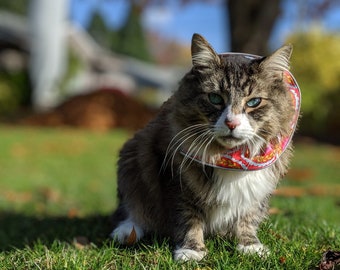 bird safe collars for cats