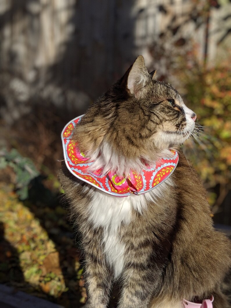 birds be safe collar