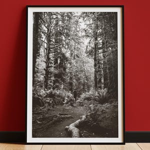 May include: Black and white framed print of a forest scene. The image features a path winding through tall trees, with a person walking in the distance. The print is displayed against a red wall.