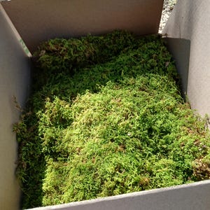 May include: A cardboard box filled with vibrant green moss. The moss appears fresh and lush, with varying shades of green. The box is open, revealing the moss inside, and is sitting outdoors in natural light.