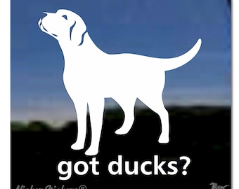 Heb je eenden? | Hoogwaardige zelfklevende raamsticker van vinyl met een Labrador Retriever-hond