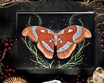 Atlas Moth - Art Print