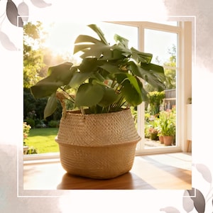 May include: A large green plant with broad leaves sits in a woven basket with handles. The basket is light brown and has a textured design. The plant is positioned in front of a window, with a sunny outdoor scene visible in the background.