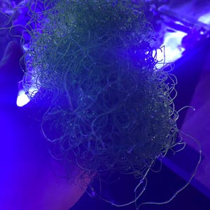 May include: A clump of green aquatic plant, possibly algae, with long, thin, and curly strands. The plant is held against a dark blue background, possibly in an aquarium, with a bright blue light illuminating it.