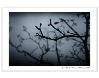May include: A framed photograph featuring a silhouette of tree branches against a muted, overcast sky. The branches are dark and detailed, with a blurred background. The text "Urban Cameos Photography" is visible at the bottom.