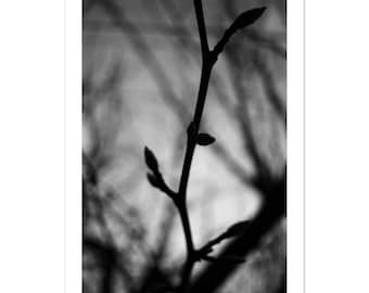 Elegant Abstract Black & White Tree Branch Poster in Winter |  Fine Art Decor | Eco-Friendly Print
