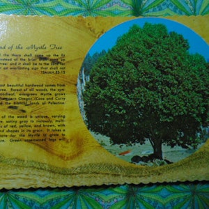 VINTAGE BEAUTIFUL 40&#39;s/50&#39;s Scalloped The Legend of the Myrtle Tree Postcard... Unused.. 1138.. Paper Ephemera,Postcards,Scrapbook